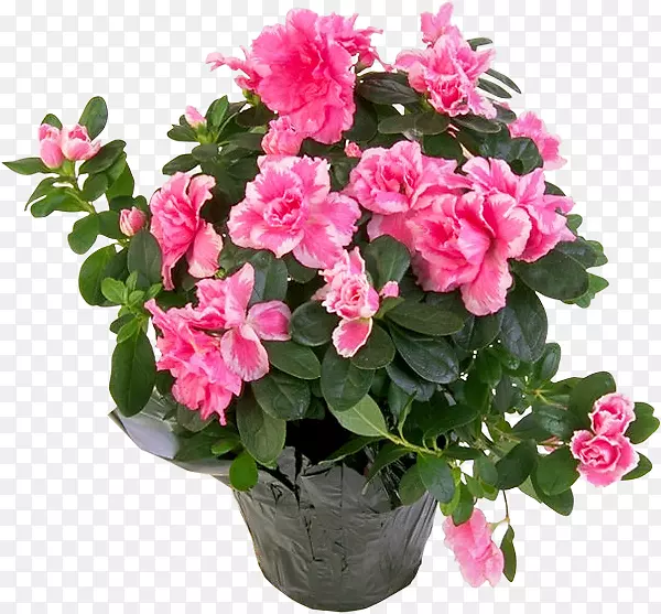 ����ֲ��ۺ�ɫ���ž黨-������