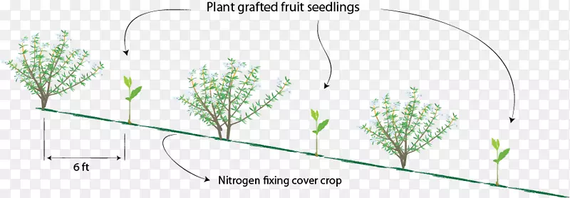 ��ϵ����Ҷֲ�ﾥ�����㶹-������