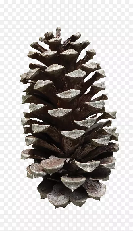 ��Ҷ����Ҷ���ɹ�PNG-������