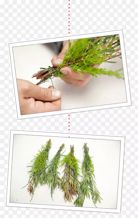 ʥ��װ��Ʒ��������-����֦����-������