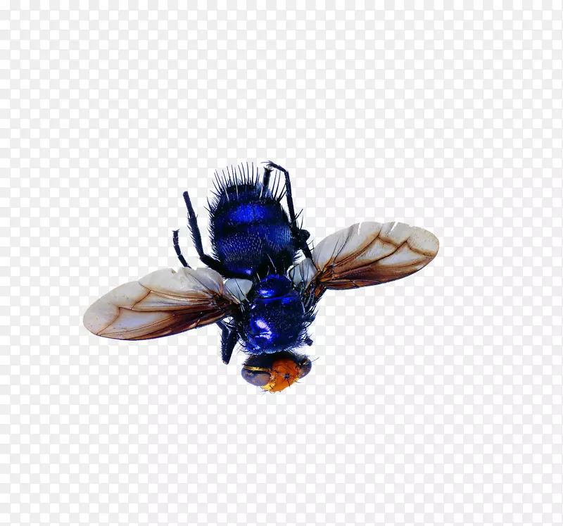 ������������Ӭ-������