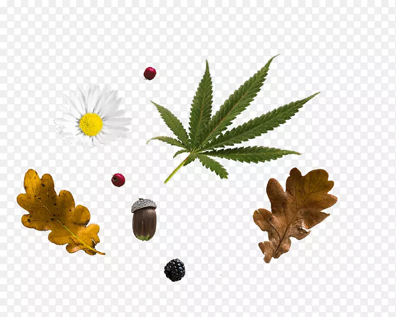 Ҷ��ҵ���񲩿�-Ҷ-������