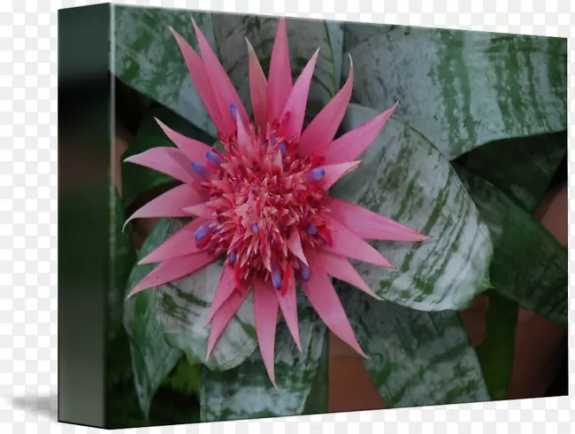 ����ֲ��Ұ��һ����ֲ��԰-������