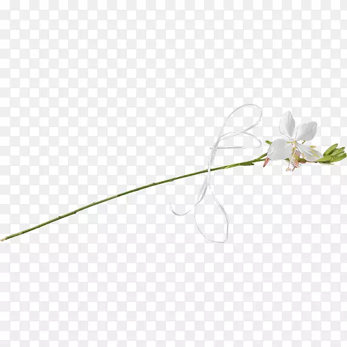 ����Ҷֲ�ﾥϵ����ֲ��-Ҷ-������