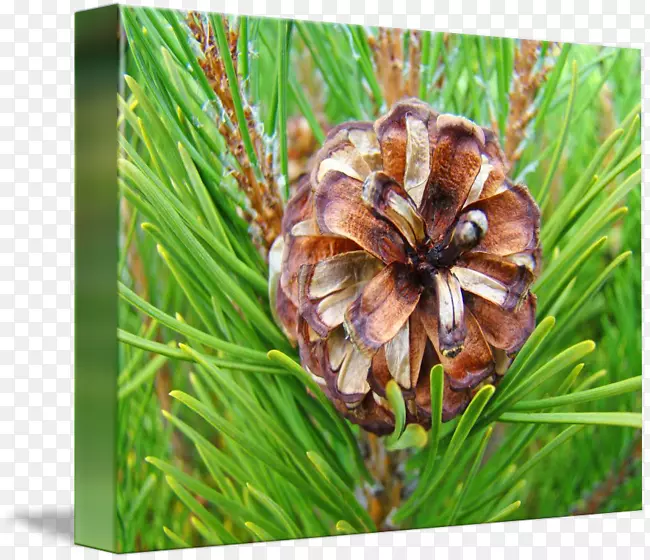 ��������ֲ��Ұ����-����ˮ��-������