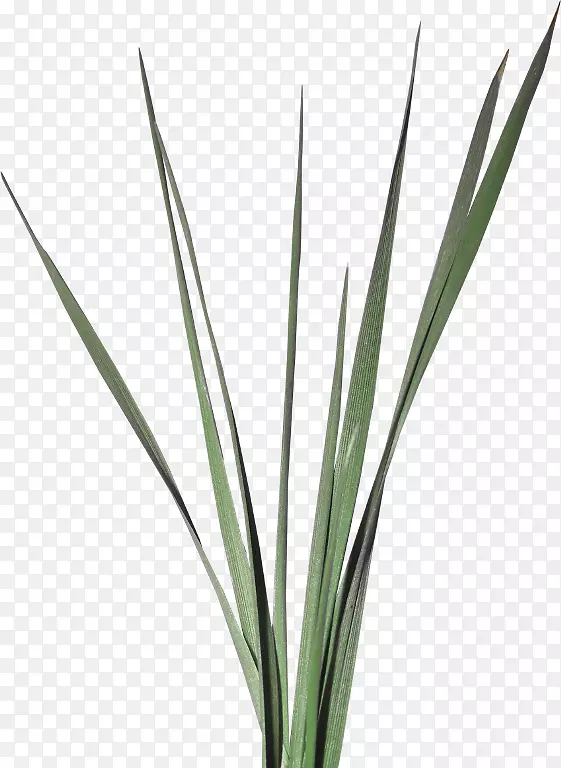 ����ֲ�ﾥ����-������