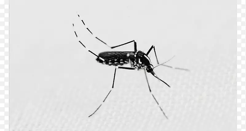 �ó��ɫ�Ǹ���-������