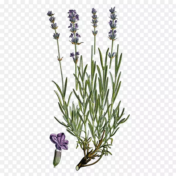 Ӣ��޹�²ݷ���޹�²���ͨ��β��ֲ��-������