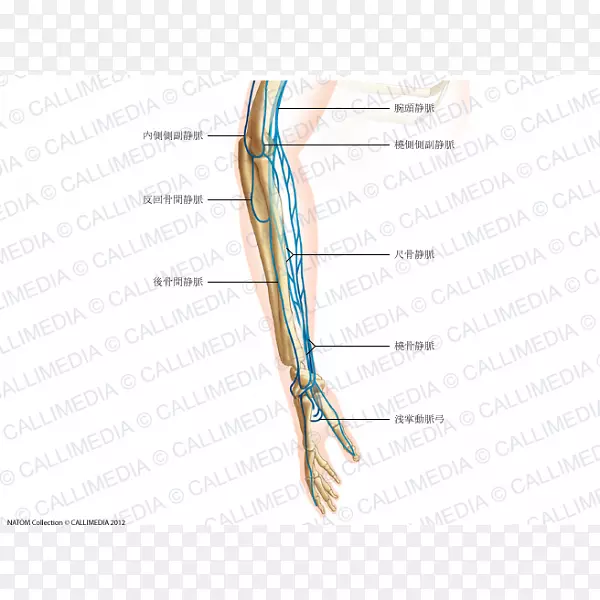 ��ָǰ�۾�������-������