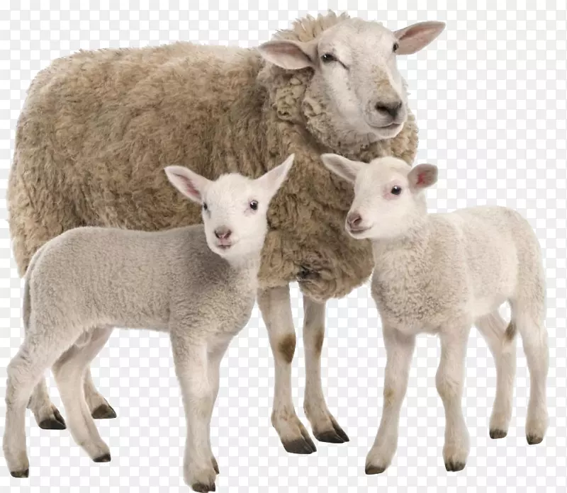 ������ҽ-��-������