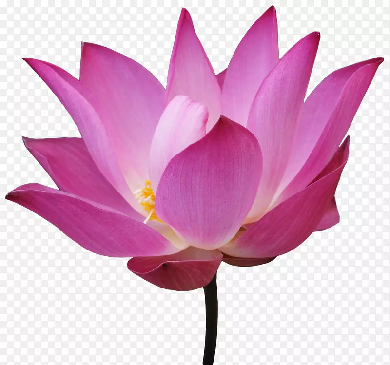 Ұ������ɫ������������-������