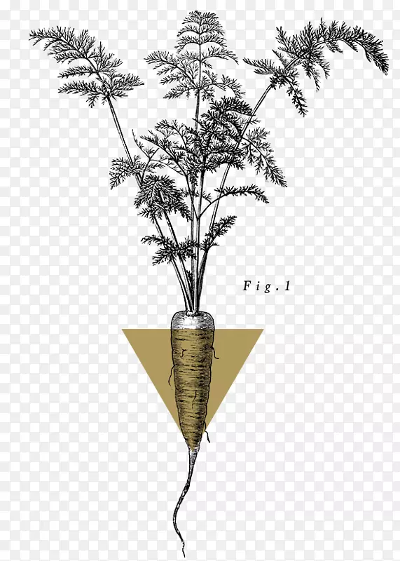 Сֲ֦�ﾥ����ֲ��-��Ȼѡ��-������