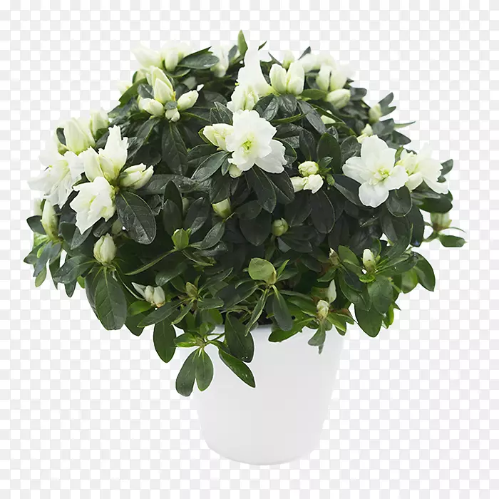 �ž黨�辰���򻨹�ľ�ž�-������