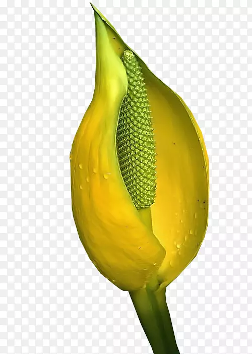 ���Ļ���ֲ�ﾥ-������