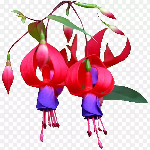 ��������л�ֲ�ﾥ�������-������