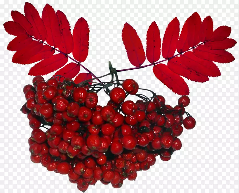 ɽ��Ҷ����������-������