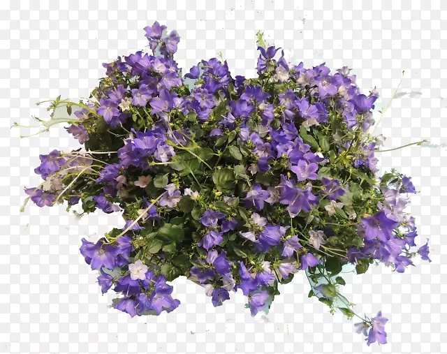 �ذ껨��һ����ֲ�����޲ݣ����޲�-������