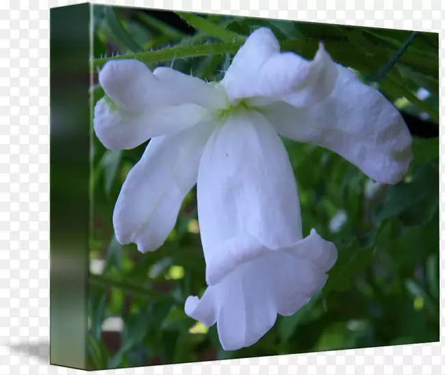 ����Ұ���ݱ�ֲ��-������