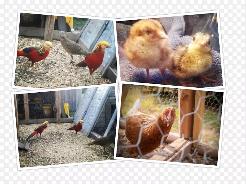 ��������Ⱥ����Ϊʳ��-������