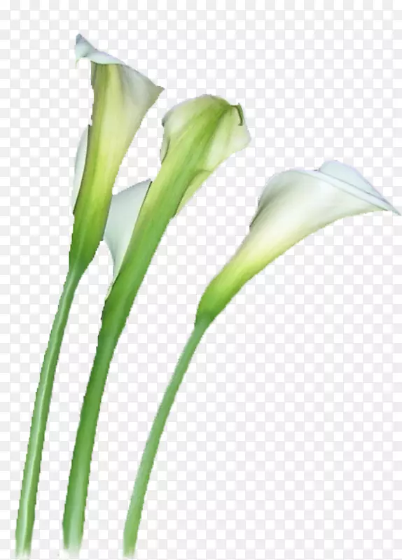 ���񵰸�ˮ�������л���鵰��-������