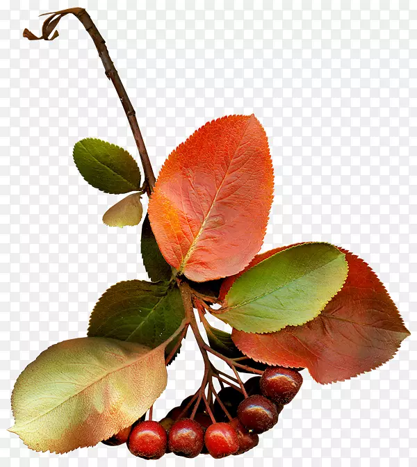 ������Ӱˮ��-����-������