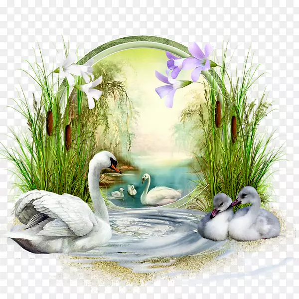 Cygnini�滭��񲩿�-������