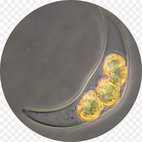 ����;�.��������-������