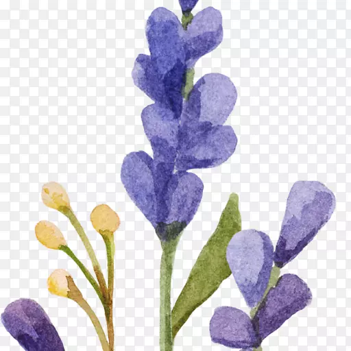 Ӣ��޹�²�ˮ�ʻ�������-����-������