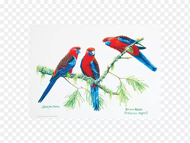 ��ص���������ľ�Ĵ�����-��-������