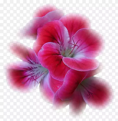 ������-��ά��-������