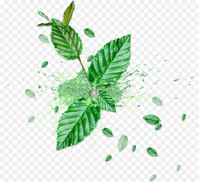 Ҷ�̲���-����Ҷ-������