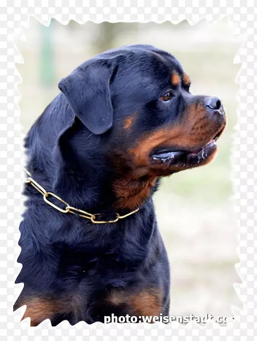 ������Ȯ��ֳȮ(Ȯ)����-С��-������