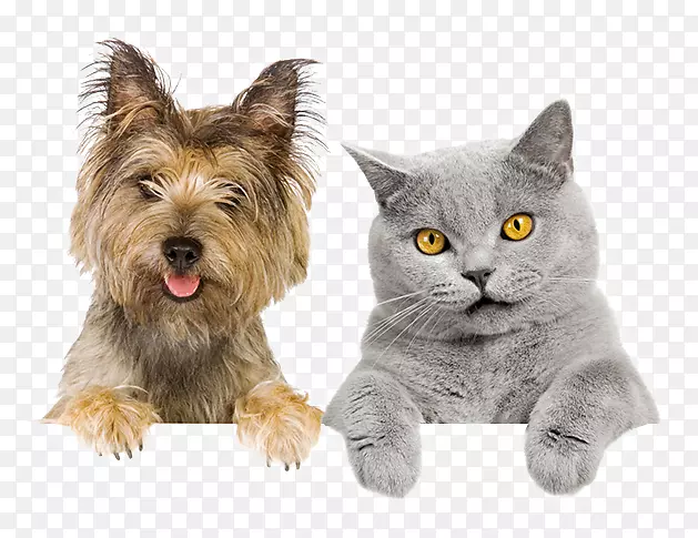 ���￴�ҹ�è��ϵ-è-������