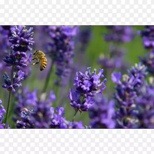 Ӣ��޹�²ݷ���޹�²��۷���ͨ��β���۷�-������