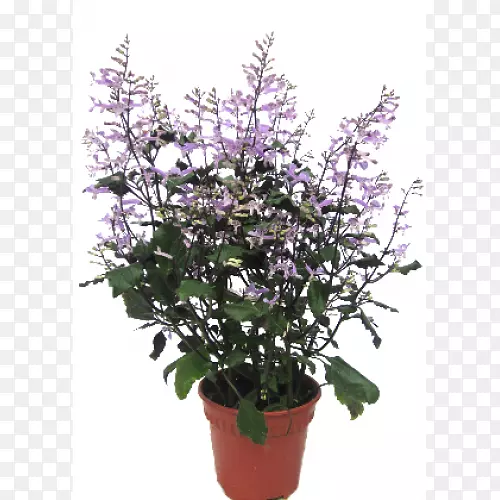 ��������ֲ���ľ����ֲ��-��-������