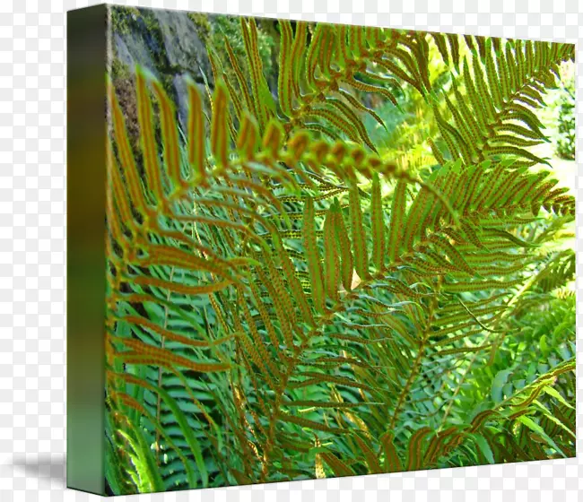 ާ��ֲ��Ҷ��-Ҷ-������