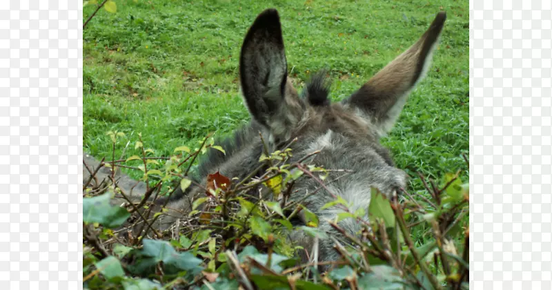 ¿������������-¿��-������