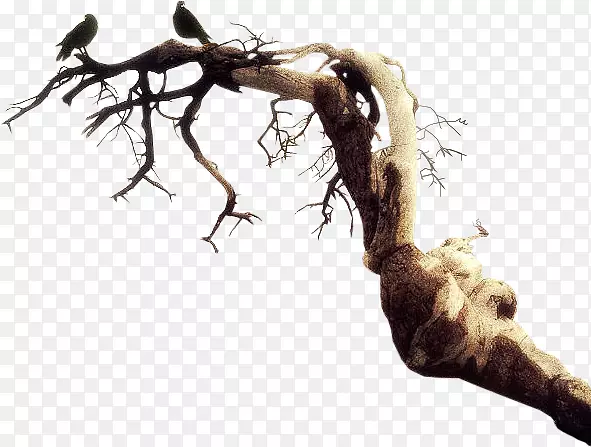 ��ֲ֦��-������