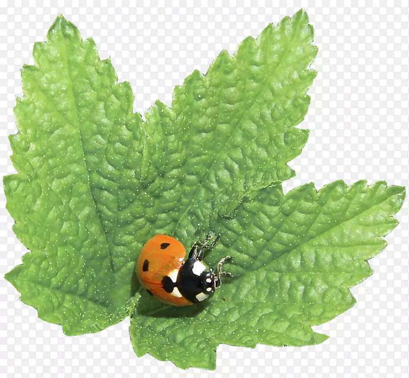 ��������-Ҷ��ư��-������