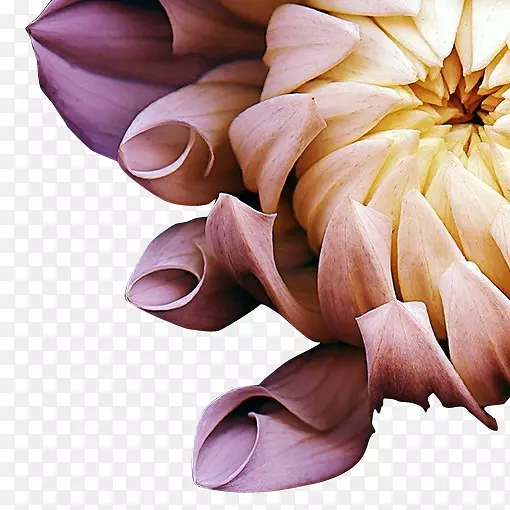 ��Ӱ������Ӱʦ����-�ջ�-������