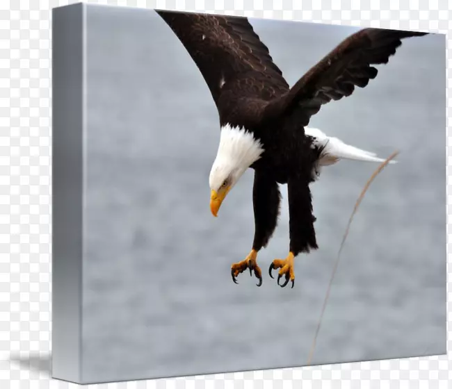 ͺӥ��Ӱ-������