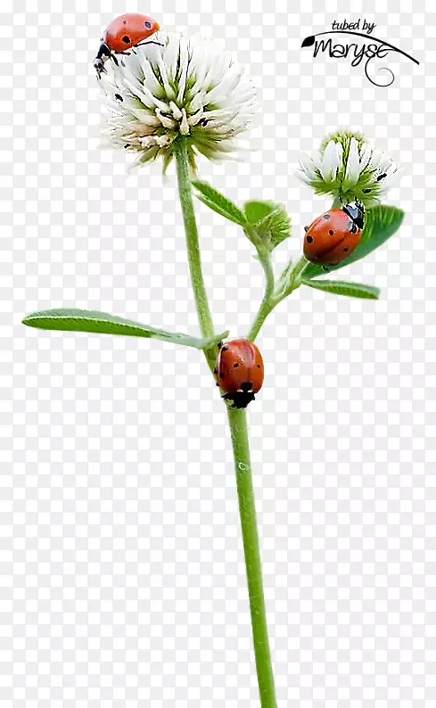 ����ư�������-����-������