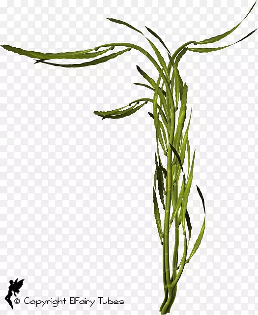 ���ֲ�ﾥҶ��Ʒ��Ҷ-������