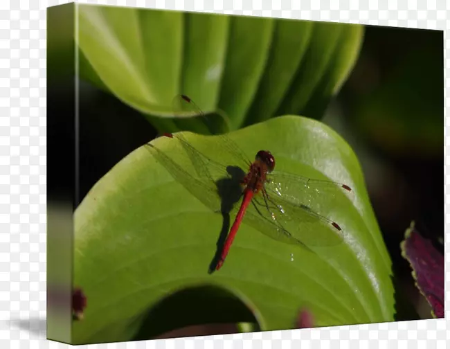 ���Ѻ���Ҷ����-������