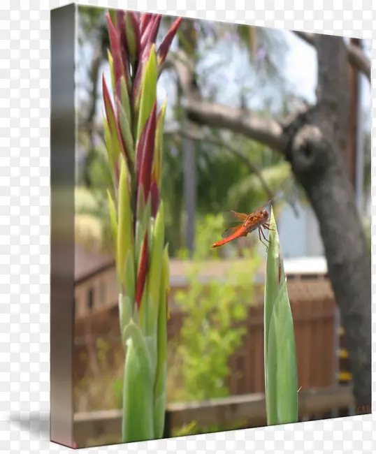 ֲ�ﾥ�ݿ�-��������-������