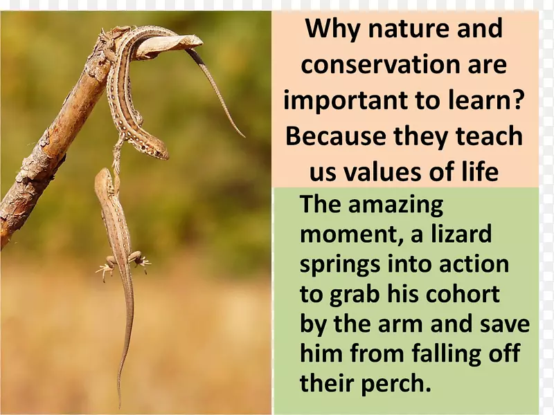 ���������ɫ��԰����-����-������