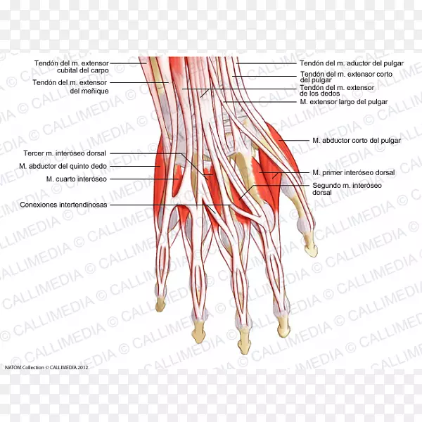 Ĵָ�켡�ּ�����-������