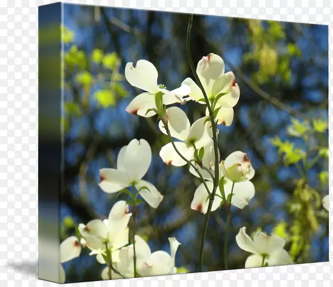 ����ֲ��Ұ����֦-�׻���-������