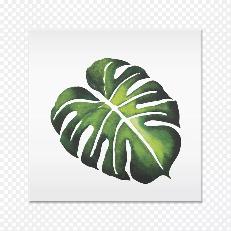 ��Ҷˮ�ʻ���Ҷ-������