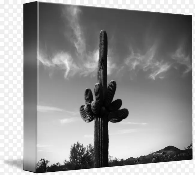 ������Ӱ-������